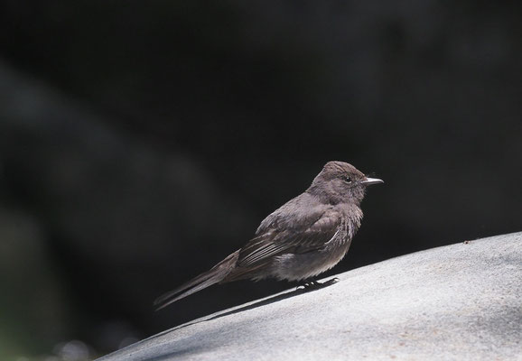 SCHWARZKOPF-PHOEBETYRANN, BLACK PHOEBE, SAYORNIS NIGRICANS