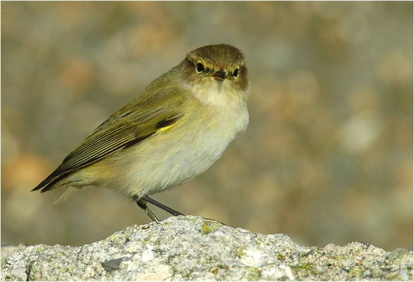 ZILPZALP, CHIFFCHAFF, PHYLLOSCOPUS COLLYBITA