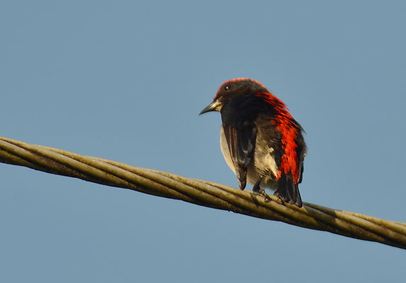 SCHARLACH-MISTELFRESSER, SCARLET-BACKED FLOWERPECKER  FLOWERPECKER, DICAEUM CRUENTATUM