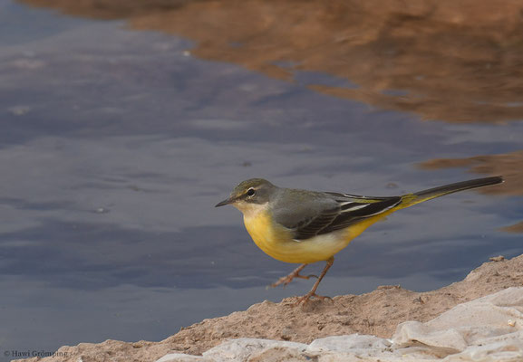 GEBIRGSSTELZE, GREY WAGTAIL, MOTACILLA CINEREA