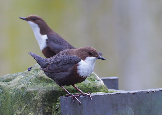 WASSERAMSEL, DIPPER, CINCLUS CINCLUS