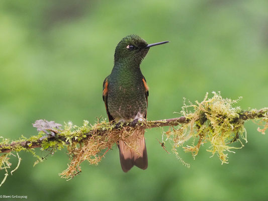 FAHLSCHWANZKOLIBRI, BUFF-TAILED CORONET - BOISSONNEAUA FLAVESCENS