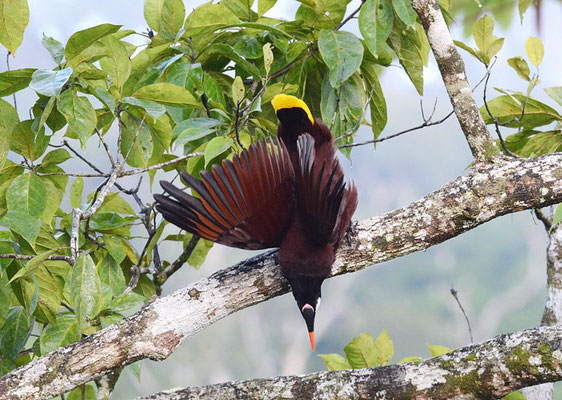 MONTEZUMA-STIRNVOGEL, MONTEZUMA OROPENDOLA, PSAROCOLIUS MONTEZUMA