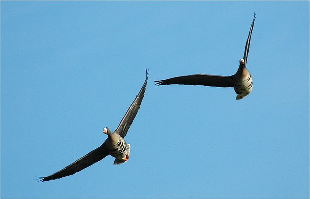 BLÄSSGANS, WHITE-FRONTED GOOSE, ANSER ALBIFRONS