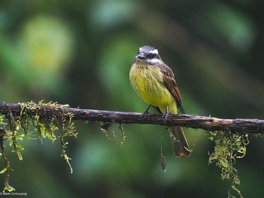 ANDENMASKENTYRANN, GOLDEN-CROWNED FLYCATCHER - MYIODYNASTES CHRYSOCEPHALUS