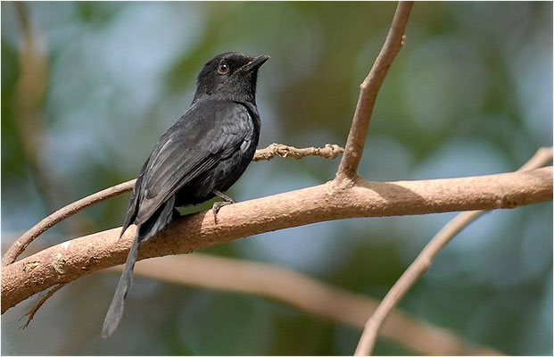 DRONGOSCHNÄPPER, NORTHERN BLACK FLYCATCHER, MELAENORNIS EDOLIOIDES