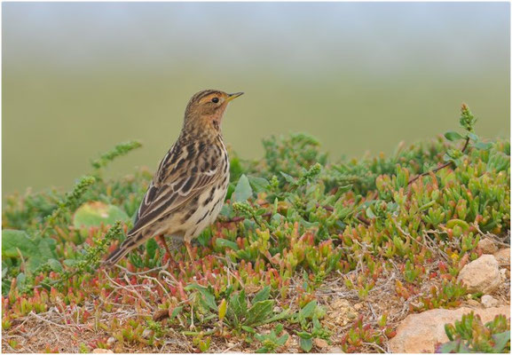 ROTKEHLPIEPER, RED-THROATED PIPIT, ANTHUS CERVINUS