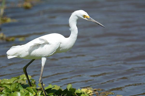 SCHMUCKREIHER, SNOWY EGRET, EGRETTA THULA