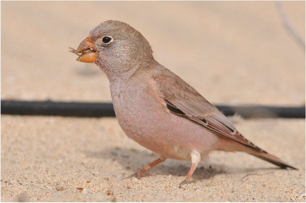 WÜSTENGIMPEL, TRUMPETER FINCH, BUCANETES GITHAGINEUS
