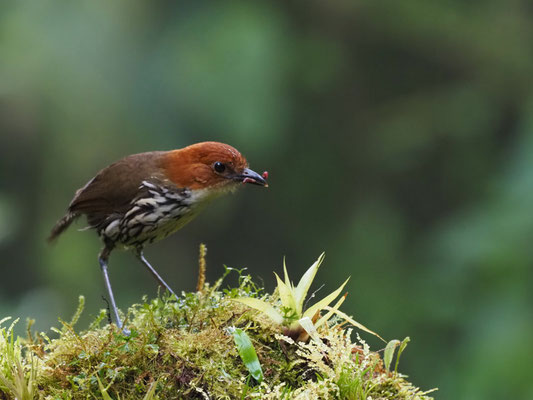 ROSTKAPPEN-AMEISENPITTA, CHESTNUT-CROWNED ANTPITTA - GRALLARIA RUFICAPILLA