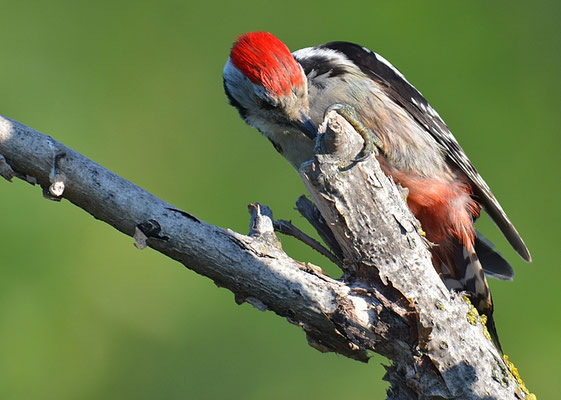 MITTELSPECHT, MIDDLE-SPOTTED WOODPECKER