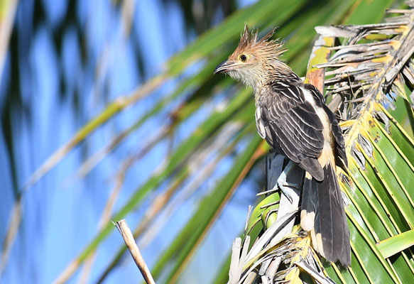 GUIRAKUCKUCK, GUIRA CUCKOO, GUIRA GUIRA