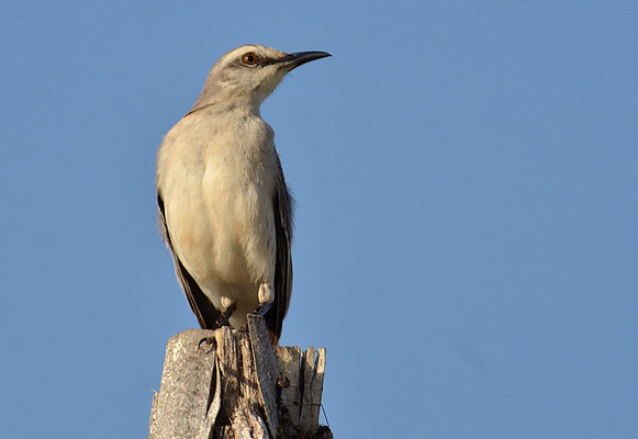 TROPENSPOTTDROSSEL, TROPICAL MOCKINGBIRD, MIMUS GILVUS