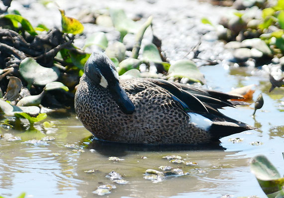 BLAUFLÜGELENTE, BLUE-WINGED TEAL, ANAS DISCORS