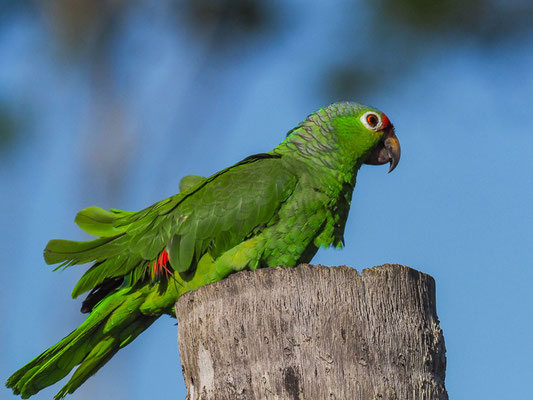 GELBWANGENAMAZONE, RED-LORED PARROT, AMAZONA AUTUMNALIS