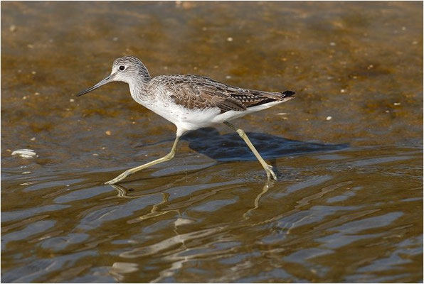 GRÜNSCHENKEL, GREENSHANK, TRINGA NEBULARIA