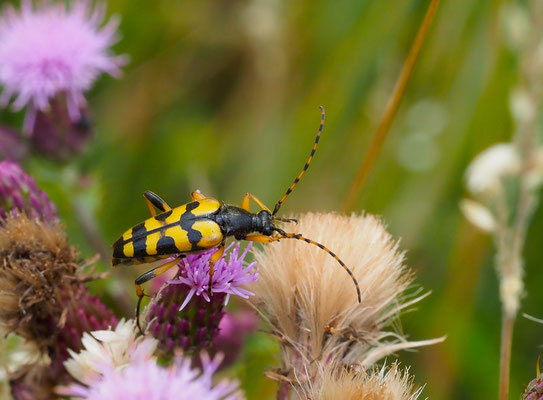 Gefleckter Schmalbock, Strangalia maculata