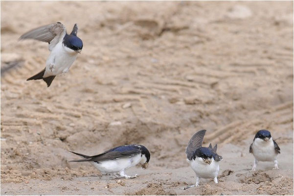 MEHLSCHWALBE, HOUSE MARTIN, DELICHON URBICUM