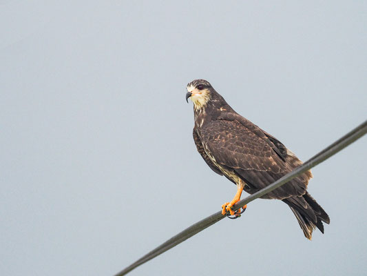 SCHNECKENWEIH, SNAIL KITE - ROSTRHAMUS SOCIABILIS