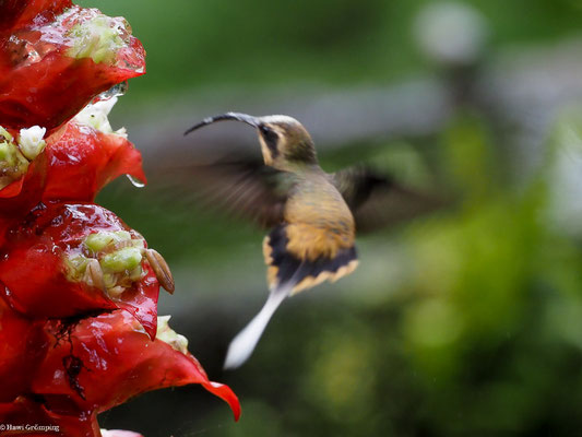 ORANGEBAUCH-SCHATTENKOLIBRI, TAWNY-BELLIED HERMIT,  - PHAETORNIS SYRMATOPHORUS