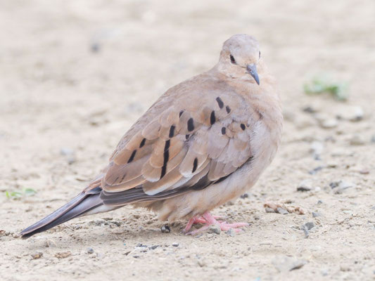 Blasstäubchen, Ecuadorian Ground-Dove - Columbina buckleyi