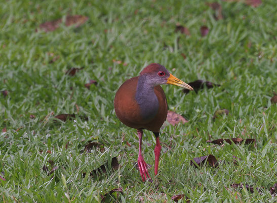 CAYENNERALLE, GRAY-NECKED WOOD-RAIL, ARAMIDES CAJANEA