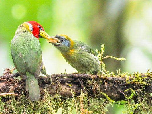 Andenbartvogel, Red-headed Barbet -  Eubucco bourcierii