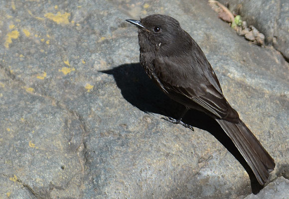 SCHWARZKOPF-PHOEBETYRANN, BLACK PHOEBE, SAYORNIS NIGRICANS