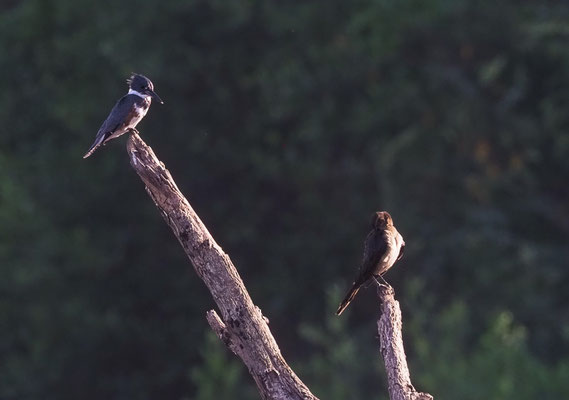 GÜRTELFISCHER, BELTED KINGFISHER, CERYLE ALCYON