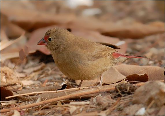SENEGALAMARANT, RED-BILLED FIREFINCH, LAGONOSTICTA SENEGALA