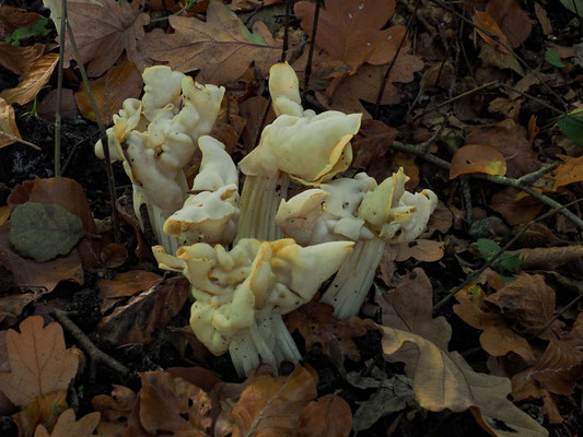 Herbst-Lorchel - Helvella crispa, syn. Helvella pithyophila