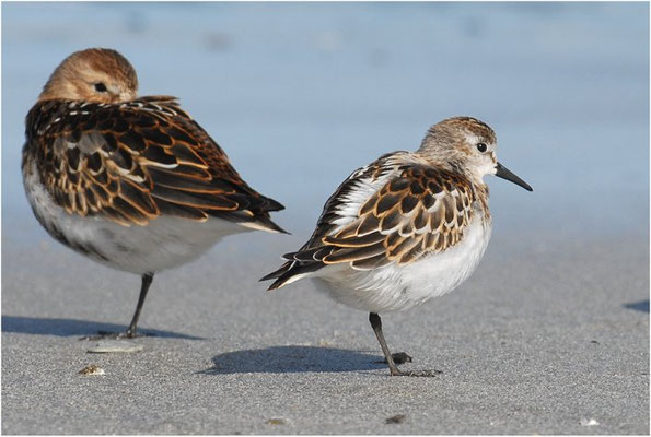 ZWERGSTRANDLÄUFER, LITTLE STINT, CALIDRIS MINUTA