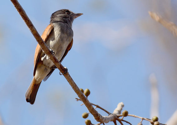 ROSENKEHL-BEKARDE, ROSE-THROATED BECARD, PACHYRAMPHUS AGLAIAE