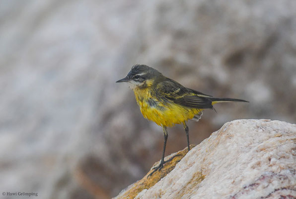 GEBIRGSSTELZE, GREY WAGTAIL, MOTACILLA CINEREA