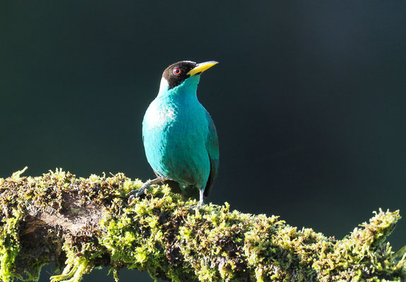 KAPPENNASCHVOGEL, GREEN HONEYCREEPER, CHLOROPHANES SPIZA