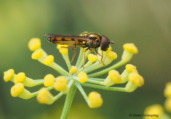 GLÄNZENDE SCHWARZKOPFSCHWEBFLIEGE, MELANOSTOMA MELLINUM