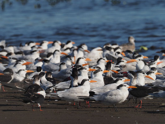 KÖNIGSSEESCHWALBE, ROYAL TERN, THALASSEUS MAXIMUS