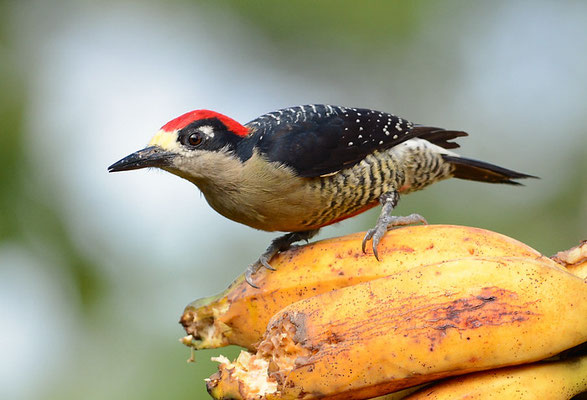SCHLÄFENFLECKENSPECHT, BLACK-CHEEKED WOODPECKER, MELANERPES PUCHERANI