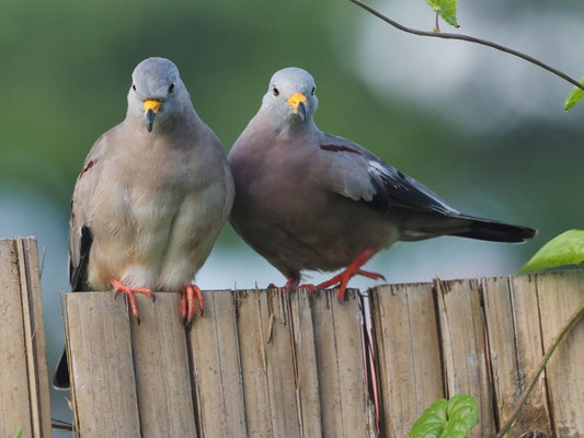 PERUTÄUBCHEN, CROAKING GROUND-DOVE - COLUMBINA CRUZIANA