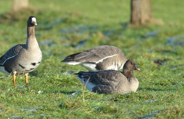 KURZSCHNABELGANS, PINK-FOOTED GOOSE, ANSER BRACHYRHYNCHUS
