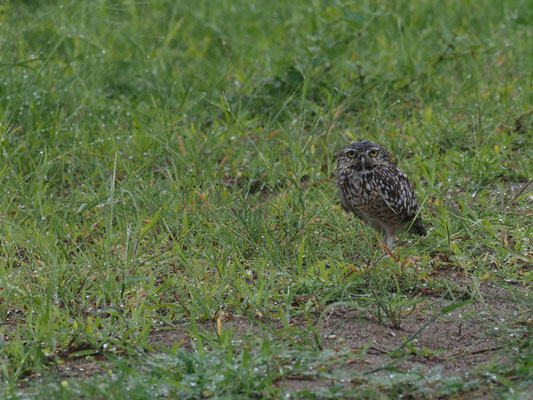 KANINCHENEULE, BURROWING OWL - ATHENE CUNICULARIA