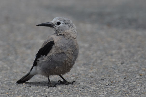 KIEFERNHÄHER, CLARK´S NUTCRACKER, NUCIFRAGA COLUMBIANA
