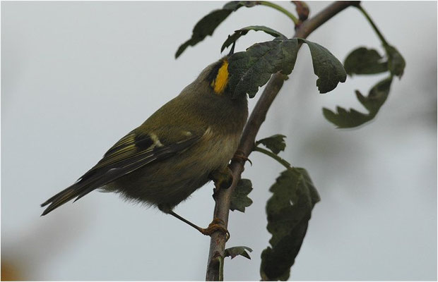 WINTERGOLDHÄHNCHEN, GOLDCREST, REGULUS REGULUS