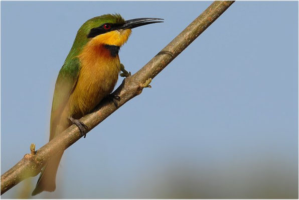 ZWERGSPINT, LITTLE BEE-EATER, MEROPS PUSILLU