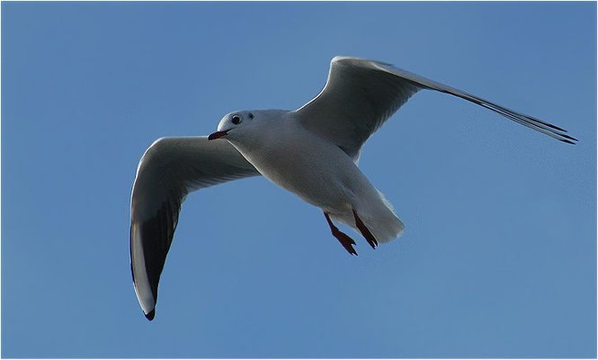 LACHMÖWE, BLACK-HEADED GULL, CHROICOCEPHALUS RIDIBUNDUS