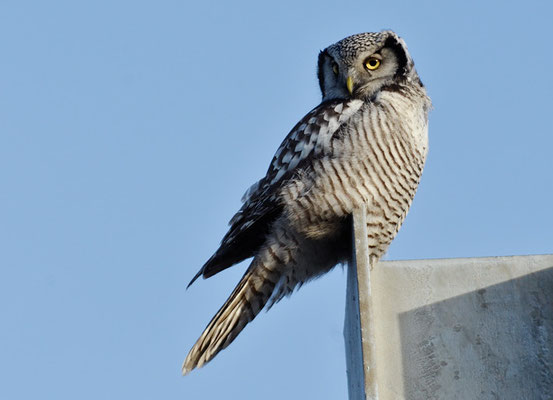 SPERBEREULE, HAWK OWL, SURNIA ULULA
