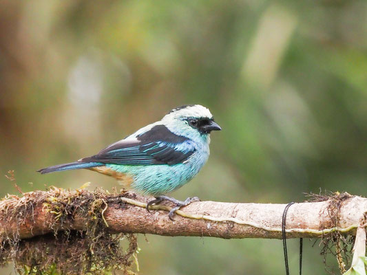 Schwarznackentangare, Metallic-green tanager - Tangara labradorides