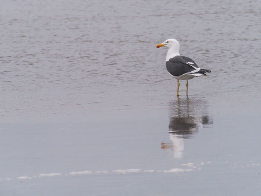 Dominikanermöwe, Kelp Gull - Larus dominicanus