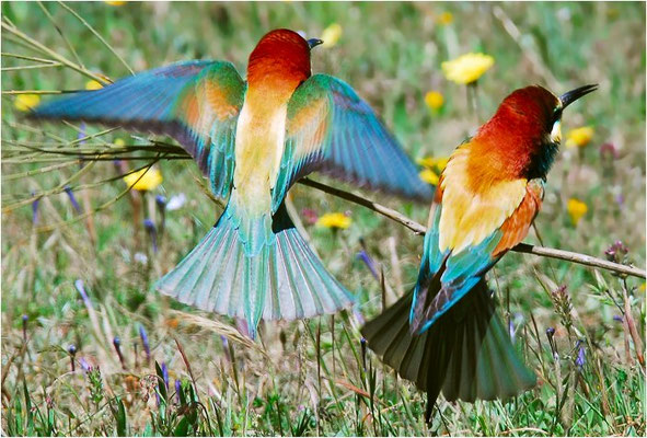 BIENENFRESSER, EUROPEAN BEE-EATER, MEROPS APIASTER