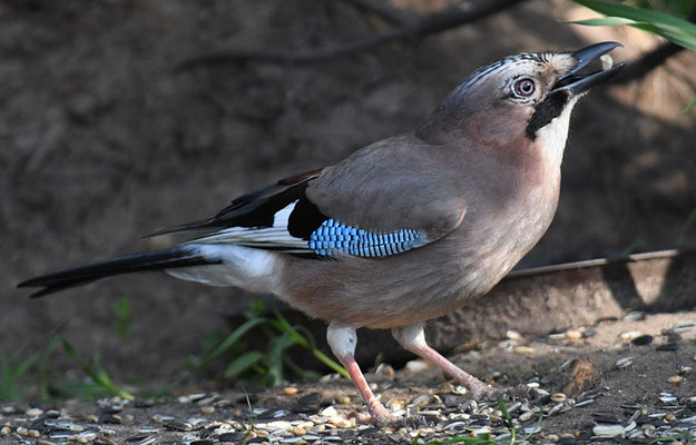 EICHELHÄHER, JAY, GARRULUS GLANDARIUS